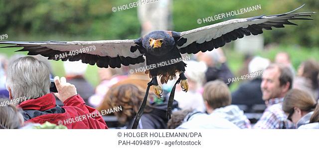 Bateleur Nelson performs during a bird show at Weltvogelpark in Walsrode, Germany, 26 June 2013. The training for the show with around 100 birds can take up to...