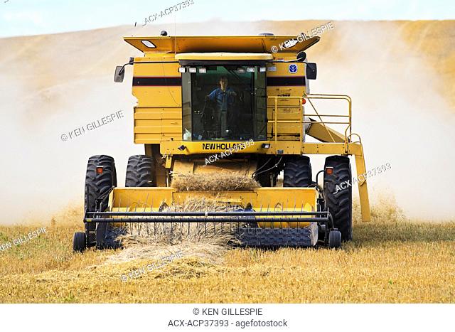 Young boy driving a combine harvester collecting a field of swathed wheat. Near Somerset, Manitoba, Canada