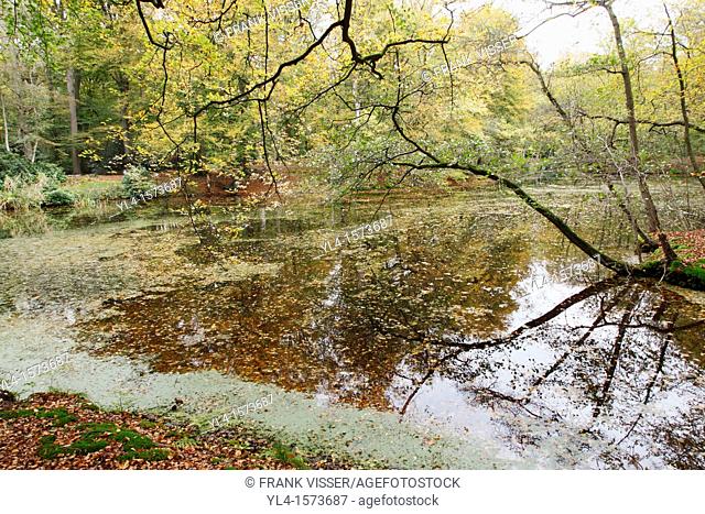 Autumn colors, Estate Spanderwoud, Hilversum, Goois Natuurreservaat, The Netherlands