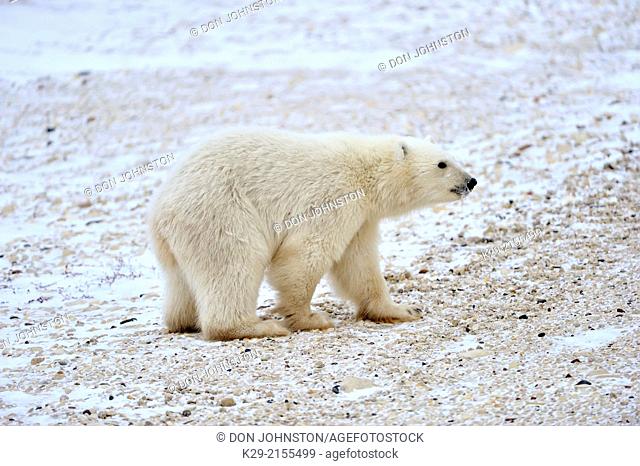 Polar Bear (Ursus maritimus) First-year cub, Wapusk NP, Cape Churchill, Manitoba, Canada