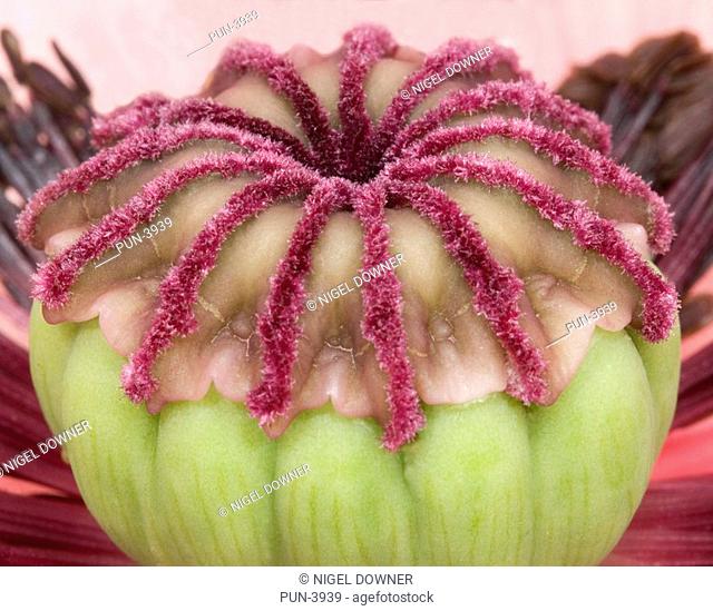 Oriental poppy Macro image of seed head structure