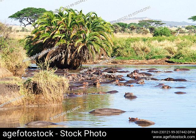23 September 2022, Tanzania, Nyabogati: Hippos (Hippopotamus amphibius) lie in the water in the Serengeti National Park. The park in the north of the country is...