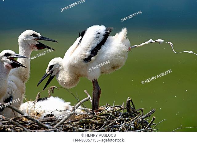 White stork, young, Excretion of excrements (Ciconia ciconia), France