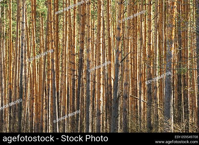 Sunny Day In Pine Forest. Close View Of Trunks In Coniferous Forest