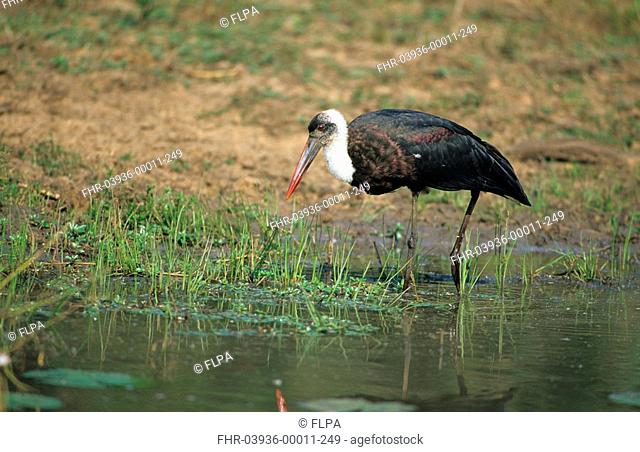 Woolly-necked Stork Ciconia episcopus adult, in water, foraging, Kwazulu Natal, South Africa