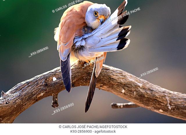 Lesser kestrel, male, in a colony. Extremadura, Spain