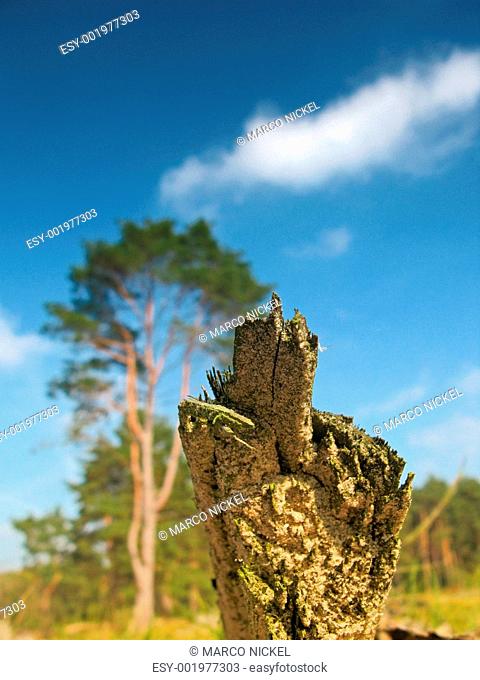 savanne tree stump