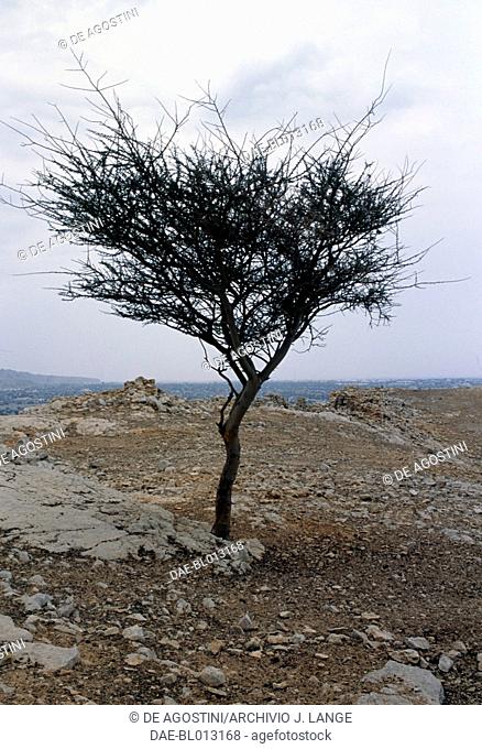 A tree grew in the ruins of the archaeological site of Shimal, Ras al-Khaymah, United Arab Emirates