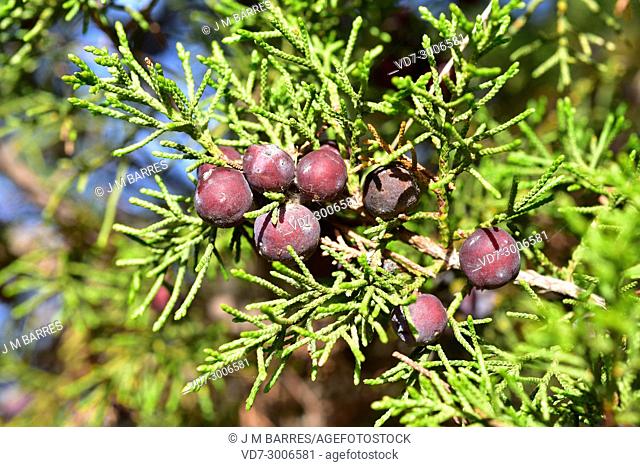 Phoenicean juniper or arar (Juniperus phoenicea) is a shrub native to Mediterranean Basin, Canary Islands and Saudi Arabia Red Sea coast