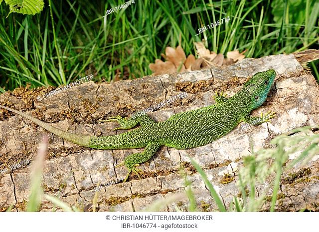 Western Green Lizard (Lacerta bilineata), Provence, Southern France, France, Europe