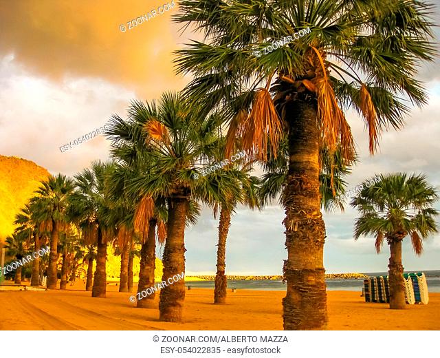 Row of palm trees in the Teresitas beach, Tenerife, Canary Islands