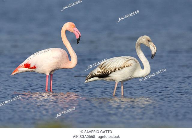 Greater Flamingo (Phoenicopterus roseus), Juvenile and adult standing in the water, Salalah, Dhofar, Oman