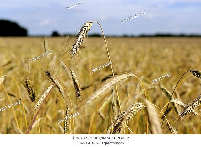 Field of Wheat (Triticum), ripe ears ready to harvest