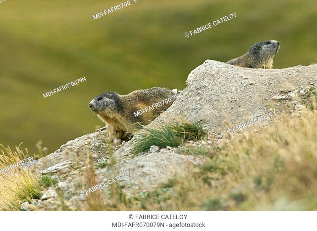 Couple of marmots at the entry of their burrow in the natural regional park of Queyras
