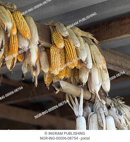 Low angle view of corn cobs hanging from roof beam, Chiang Rai, Thailand