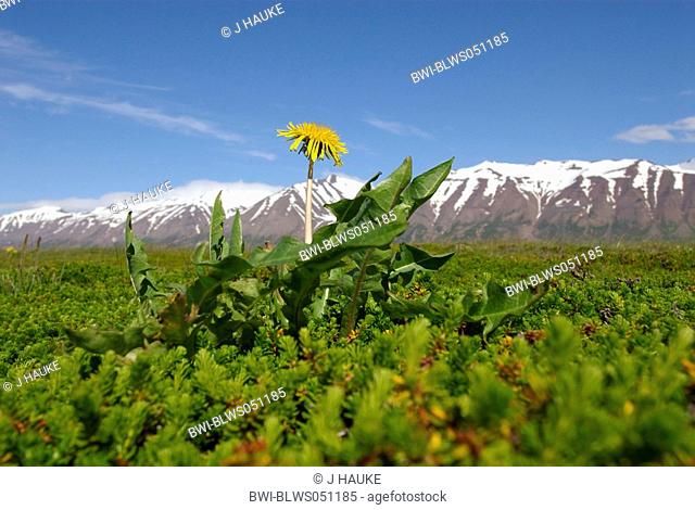 common dandelion Taraxacum officinale, in front of mountains, Iceland, Hrisey