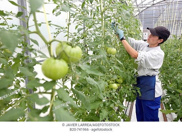 Training tomato plants using hand fastener machine, soiless culture of tomatoes on cocoa fiber growing medium suported by heating, greenhouses, Neiker-Tecnalia