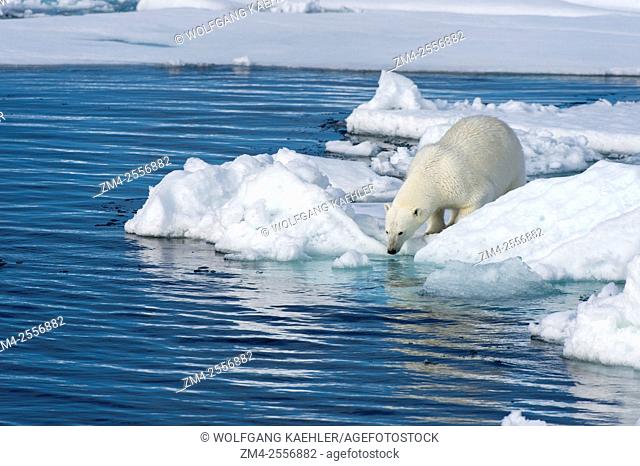 A polar bear (Ursus maritimus) is looking for food at the edge of the pack ice north of Svalbard, Norway