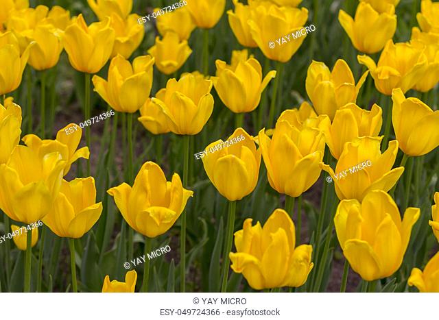 Beauty blooming yellow tulips in the spring.Close