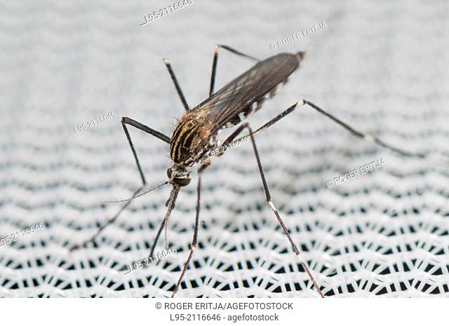 Found from 2012 in Belgium and Italy Aedes koreicus is an Asian invasive species