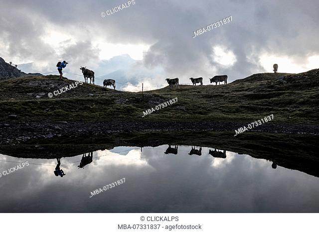 Silhouettes of cows reflected in alpine lake, Bernina Pass, Poschiavo Valley, canton of Graubünden, Engadine, Switzerland