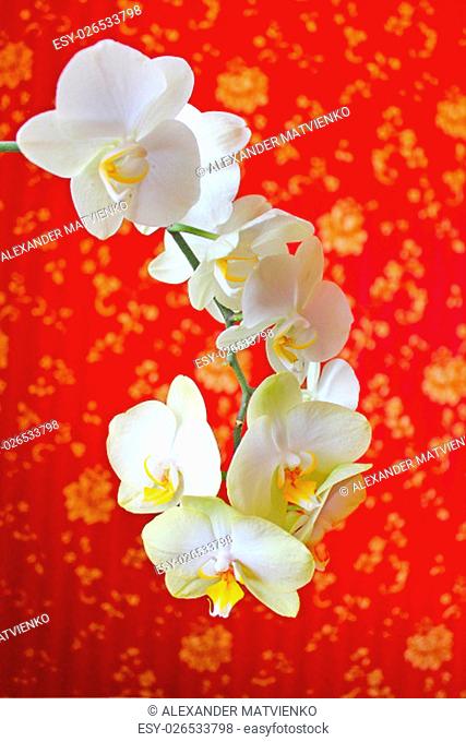 beautiful branch of the blossoming white orchid on the background of luxurious wallpaper