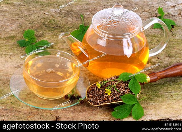 Cup and pot of real clove root tea (Geum urbanum), Benedikten root, Buschnelkenwurzel, Heil aller Welt, Mannskraftwurzel, Märzwurz, Mauernelkenwurzel