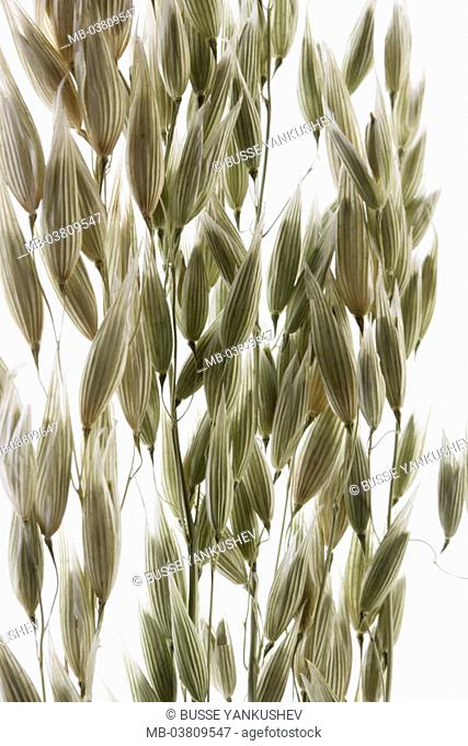 Grain heads, oat, Avena sativa    Quietly life, food, plants, sweet grasses, agriculture, food, basic food, Cerealien, grains, useful plant, culture plant
