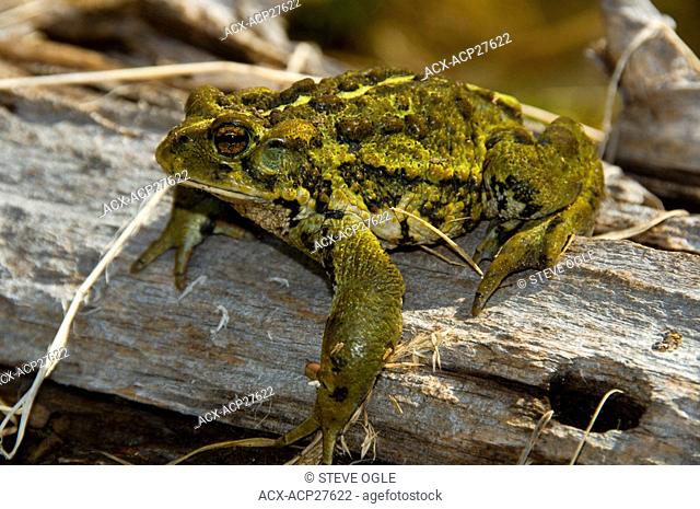 A Western Toad, Bufo boreas, sits on a log in the Selkirk Mountains of British Columbia, Canada