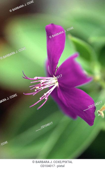 Glory Bush or Princess Flower (Tibouchina semidecandra)