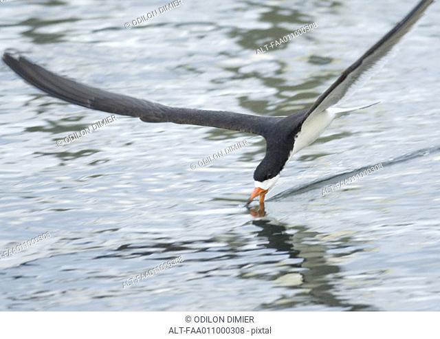 Black skimmer skimming water