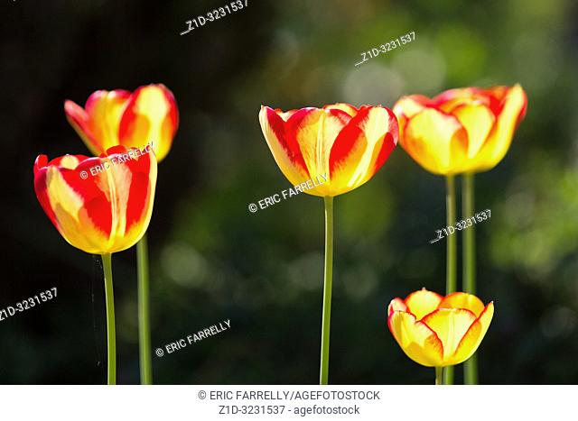 Spring tulips Scotland