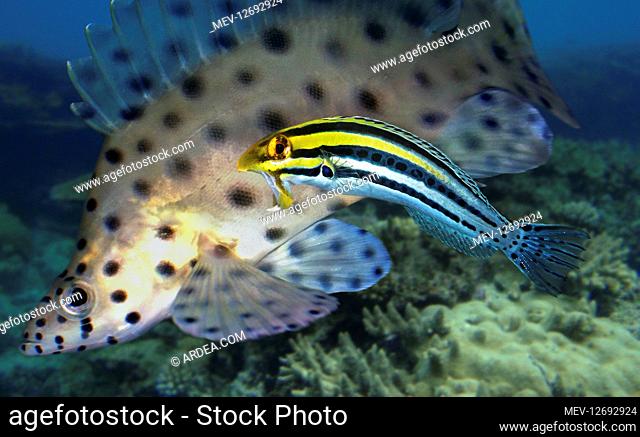 Striped poison-fang blenny, Meiacanthus grammistes. Intimidating a grouper away from its territory. These fish have large canines associated with venom glands...