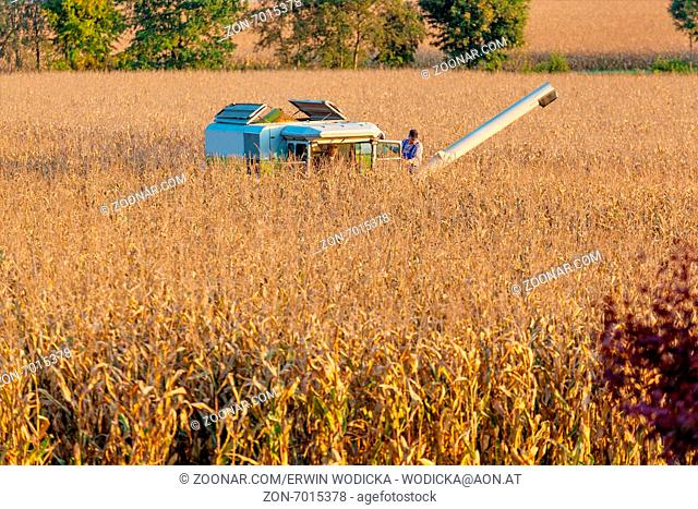 Ein Mähdrescher beim Ernten von Mais auf dem Feld eines Bauern
