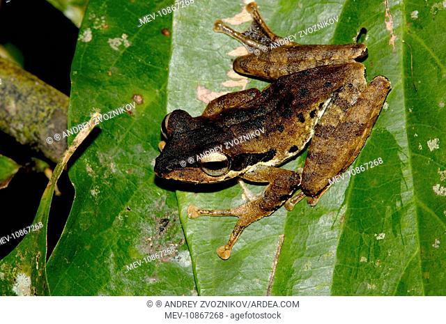Dark-eared Tree Frog is hides among giant leaves of a ginger plant in primary rainforest of Danum Valley Conservation Area (Polypedates macrotis (Boulenger))