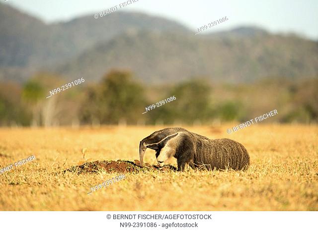Giant anteater (Myrmecophaga tridactyla), looking for ants in dry farmland, Mato Grosso do Sul, Brazil