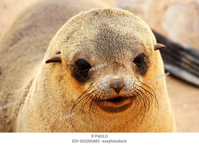 Brown Fur Seal Arctocephalus pusillus