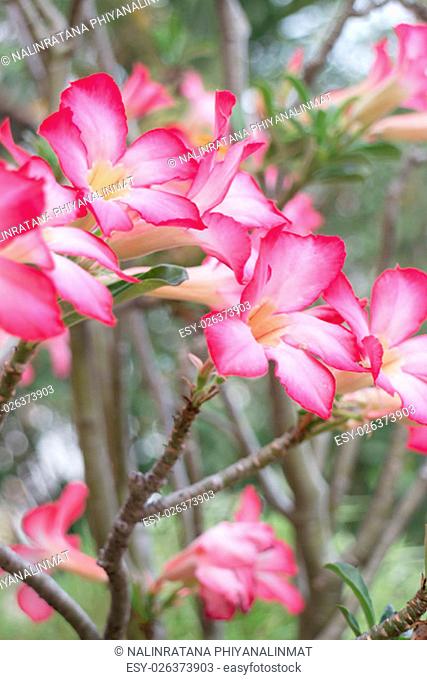 Beautiful pink azalea flowers plant, stock photo