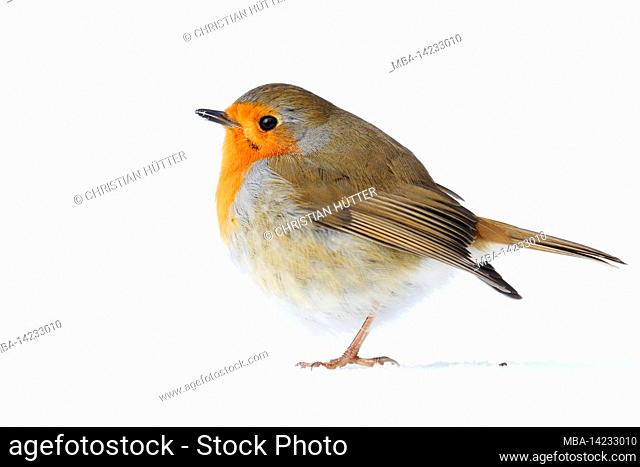 Robin (Erithacus rubecula) in winter, North Rhine-Westphalia, Germany