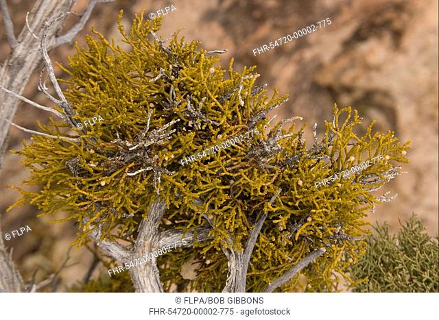 Juniper Dwarf Mistletoe Arceuthobium divaricatum parasitic on juniper tree, in desert, Utah, U S A