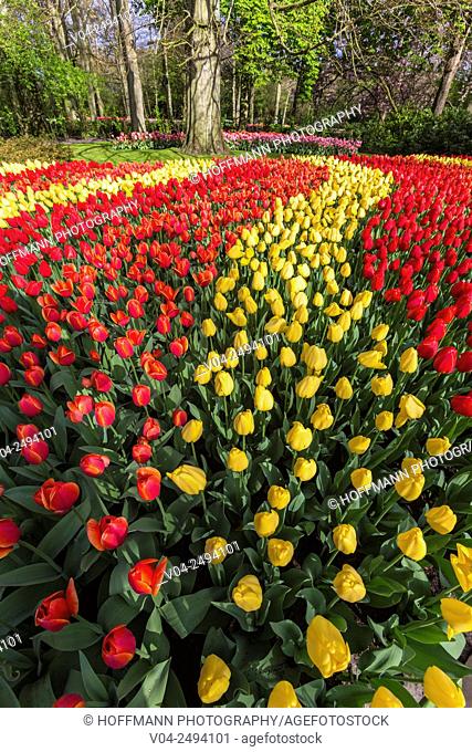 Beautiful blooming flowers in the famous Keukenhof, The Netherlands, Europe