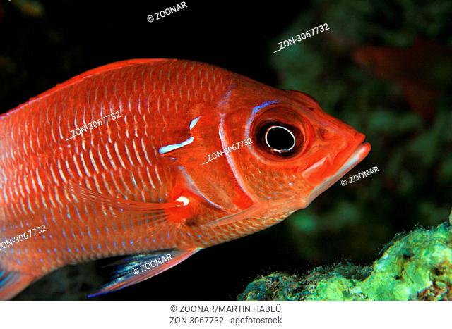 Silberfleck-Husarenfisch, Sargocentron caudimaculatum, Ägypten, Rotes Meer, Silverspot squirrelfish, Aegypt, Red Sea