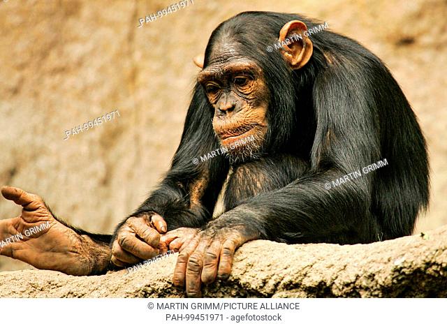 West African chimpanzee (Pan troglodytes verus) sitting thoughtfully in Pongoland Zoo Leipzig, Leipzig, Germany | usage worldwide