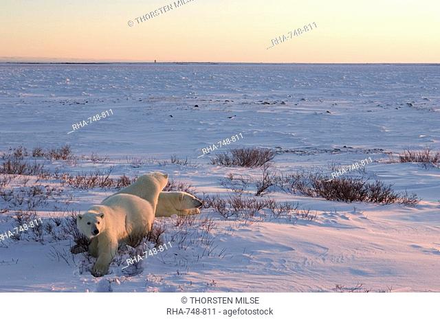 Polar bears Ursus maritimus, Churchill, Hudson Bay, Manitoba, Canada, North America