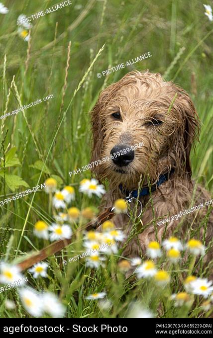 28 June 2020, Saxony-Anhalt, Magdeburg: A wet Mini Goldendoodle is sitting in a meadow with chamomile plants. Photo: Stephan Schulz/dpa-Zentralbild/ZB