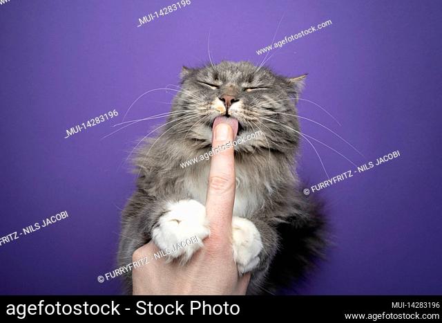 hungry gray cat with white paws licking treats from finger of humand hand on purple background with copy space
