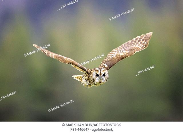 Tawny Owl (Strix aluco) adult in flight. Scotland. April