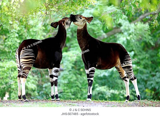 Okapi, Okapia johnstoni, Africa, adult couple