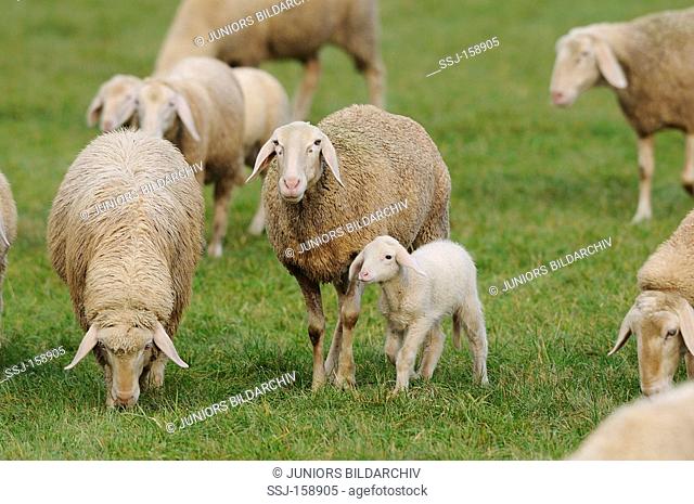 Domestic sheep - sheep with lamb on a meadow / Ovis orientalis