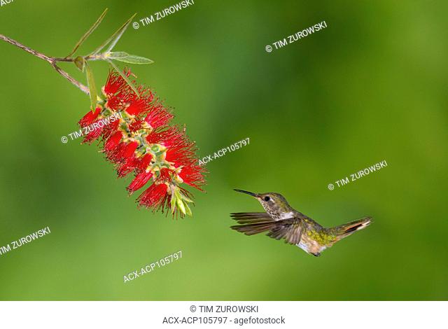 Female Volcano Hummingbird (Selasphorus flammula) San Gerrardo de Dota, Costa Rica